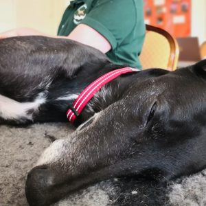 Beginners Guide to Canine Massage ONLINE